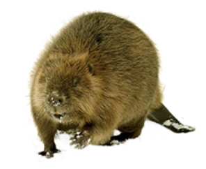 Beaver Wildlife Control | Any Pest