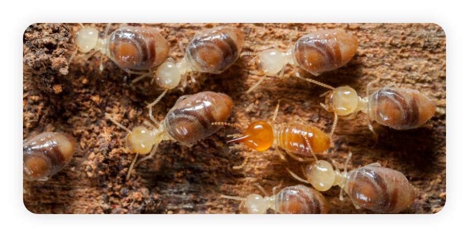 Termites | Lookout Pest Control Inc