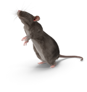 pest control | Rat wildlife control | Any Pest