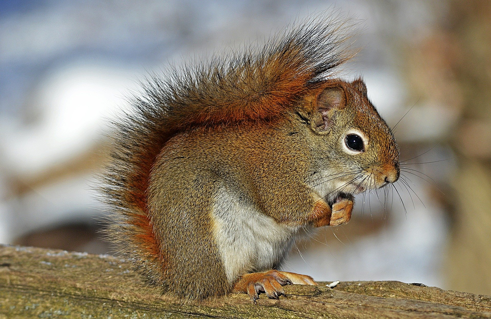 baby red fox squirrel