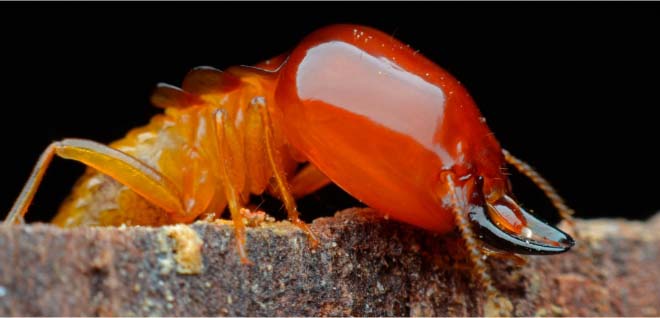 Termite Top | Lookout Pest Control