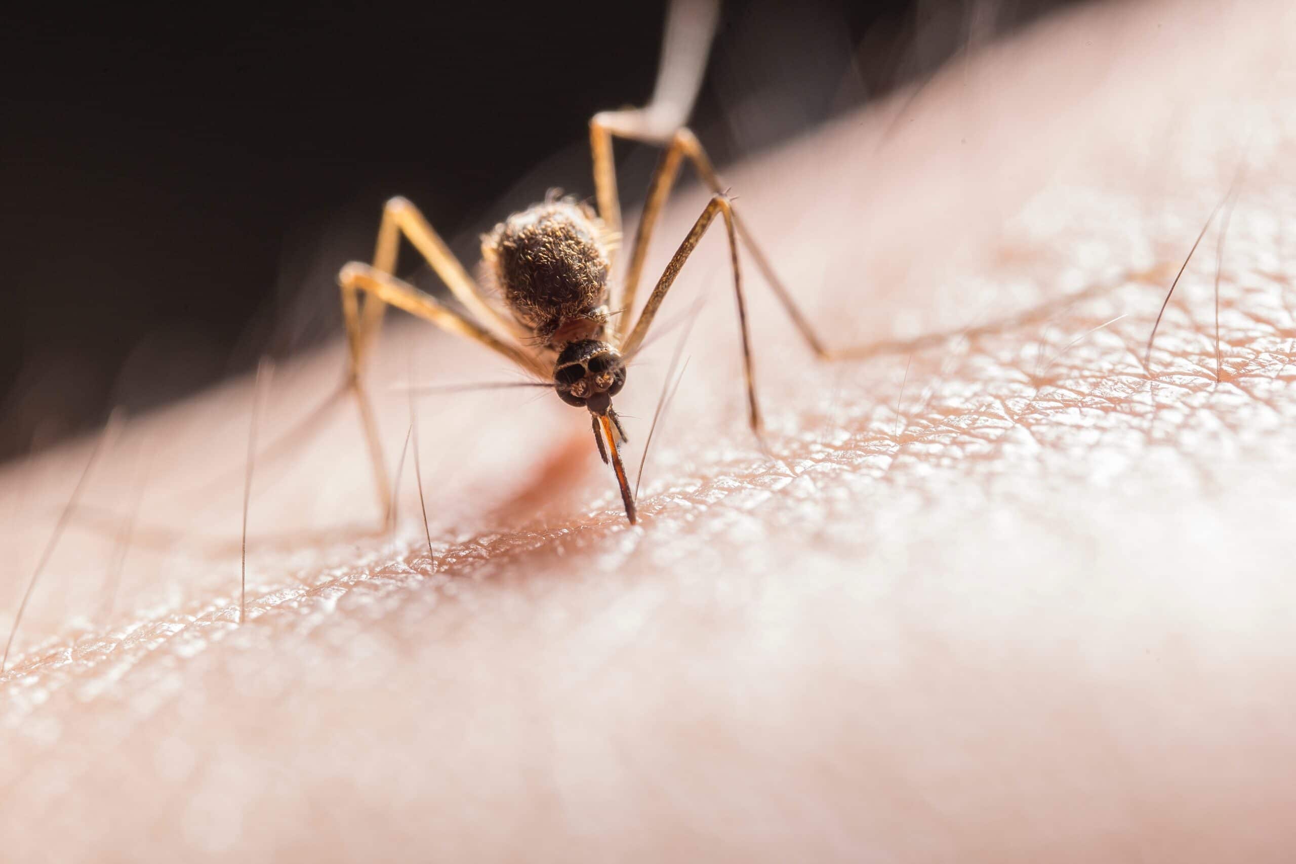 Organic Mosquito Control Durham