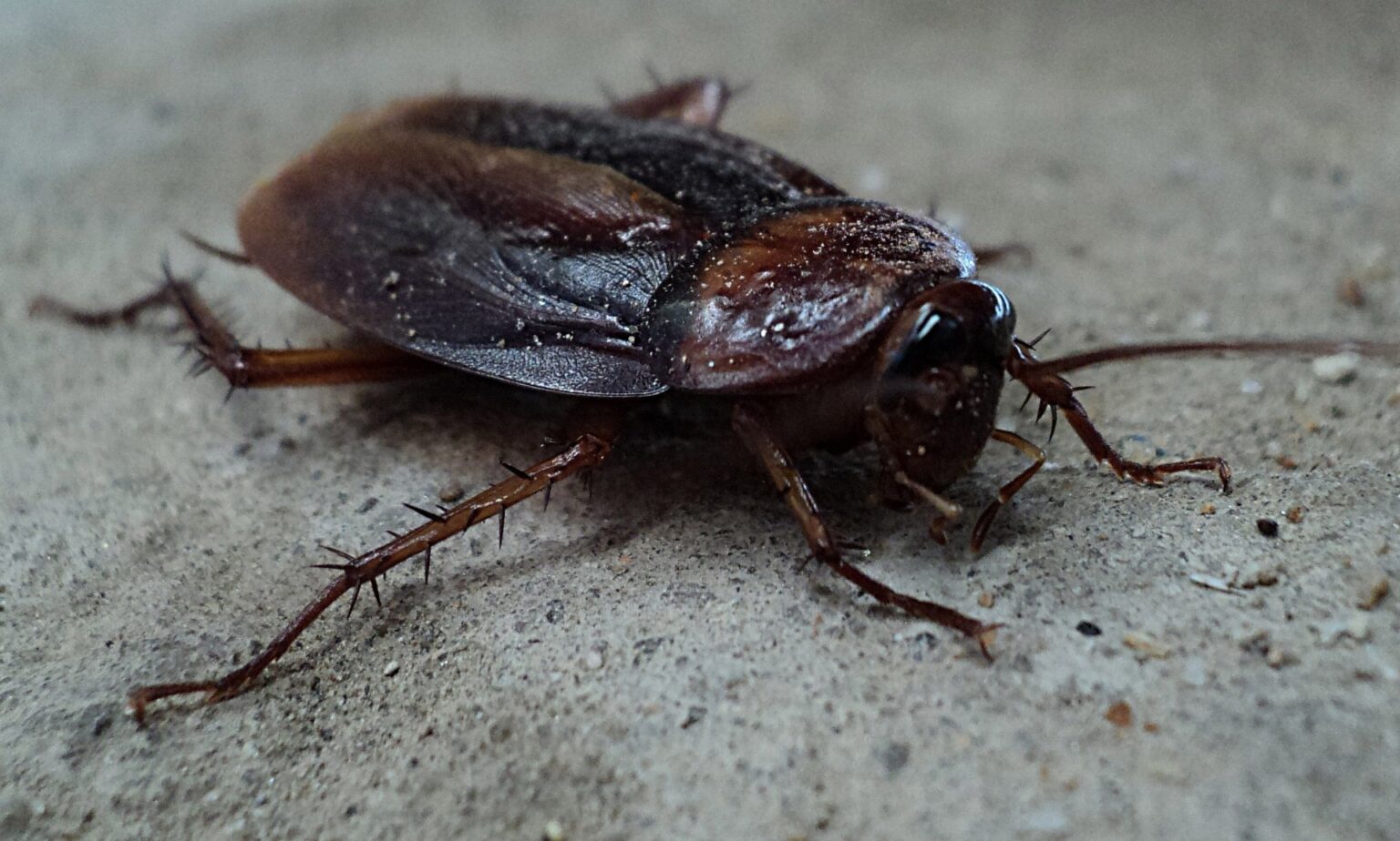 How To Keep Bugs Out Of Your House This Summer | Lookout Pest Control