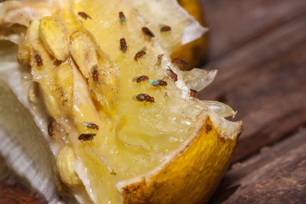 Four Ways to Keep Fruit Flies Out of Your Kitchen!