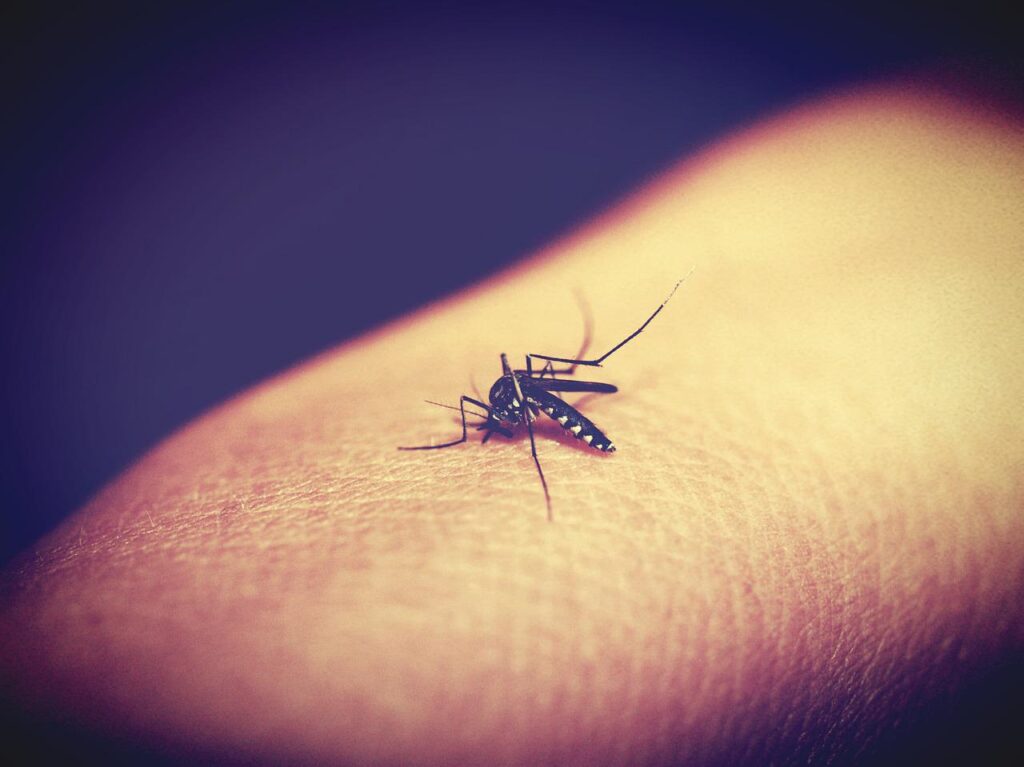 Learn How To Get Rid Of Mosquito Bites