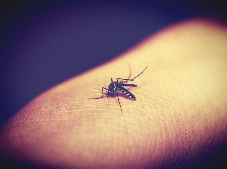 Learn How To Get Rid Of Mosquito Bites Lookout Pest Control