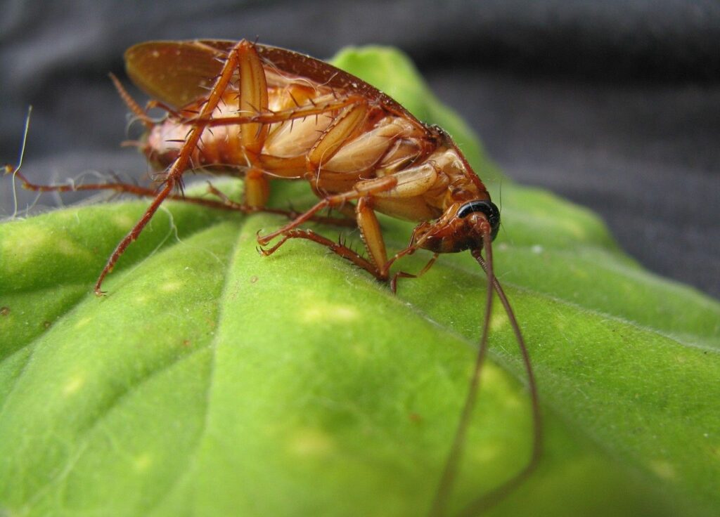 Cockroach | Any Pest