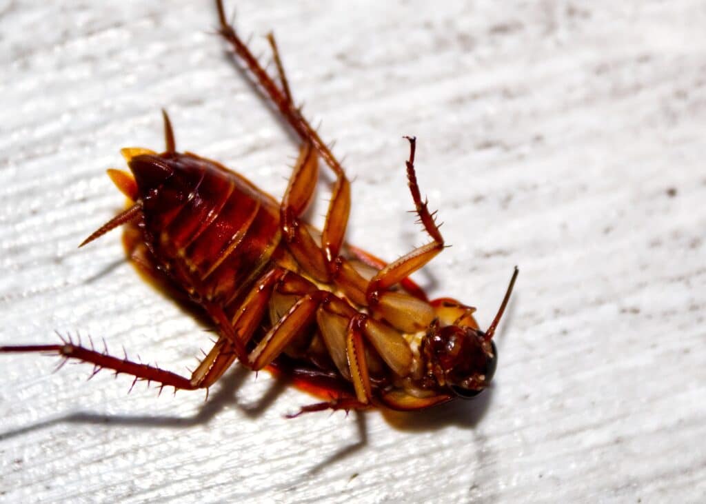 Cockroach | Lookout Pest Control