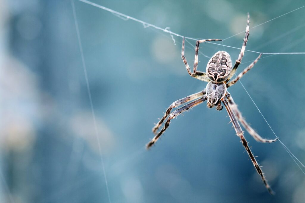 Spider | Lookout Pest Control