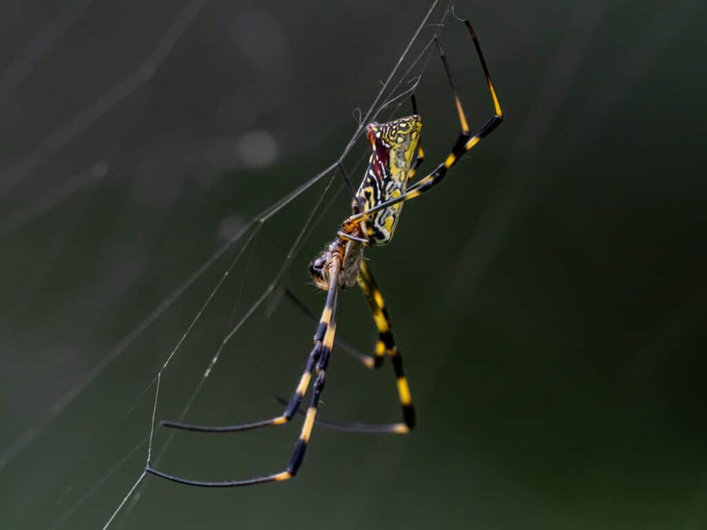 Joro spiders likely to spread beyond Georgia