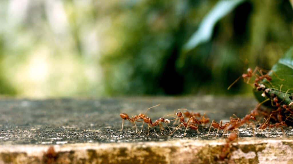 Ants on the ground outdoors | Lookout Pest Control