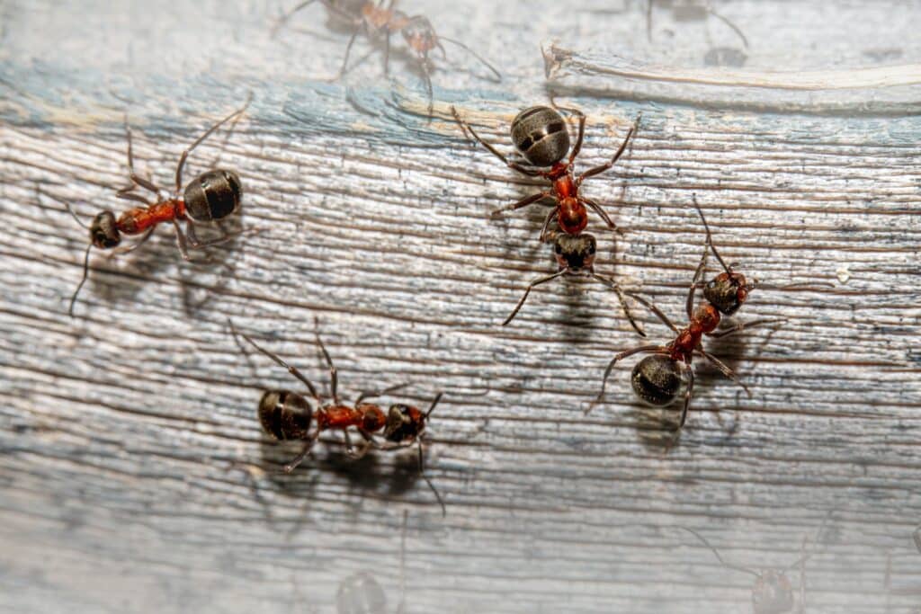 Ants on a wood floor | Anypest