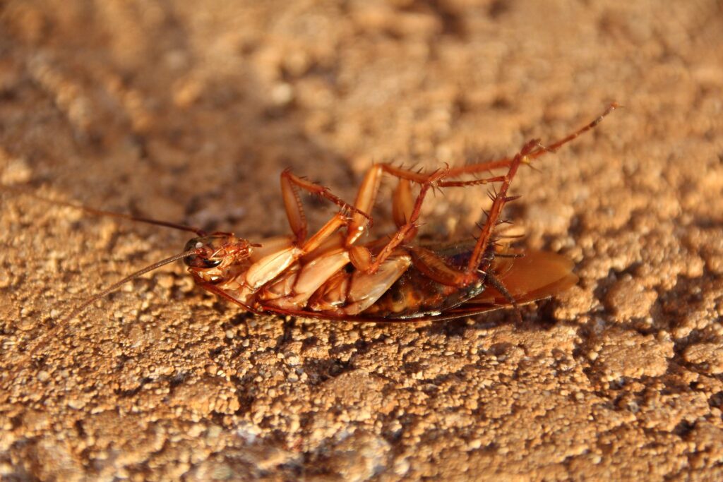 Cockroach | Lookout Pest Control