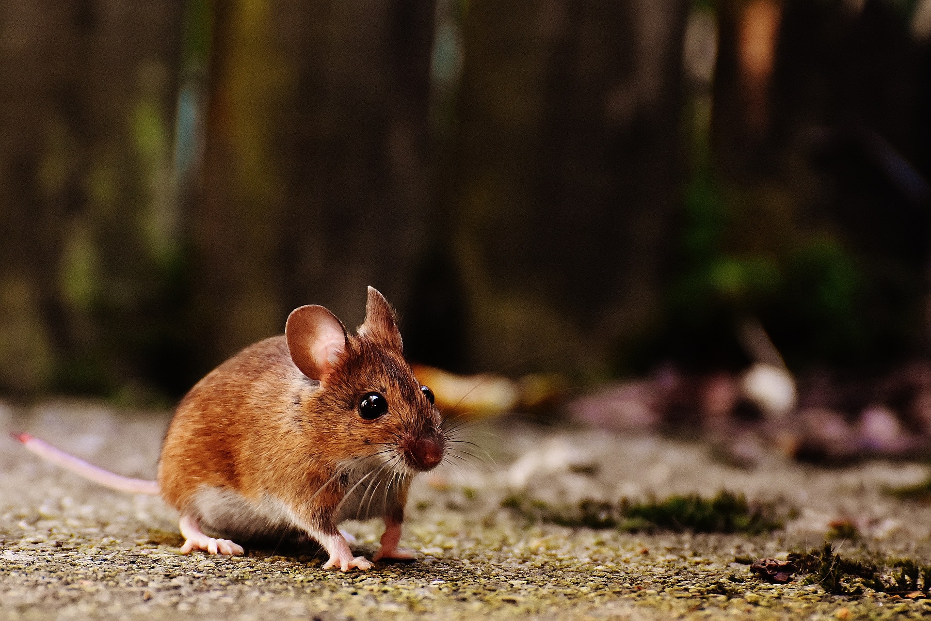 How To Get Rid Of Bugs Mice Rodents - Pantry