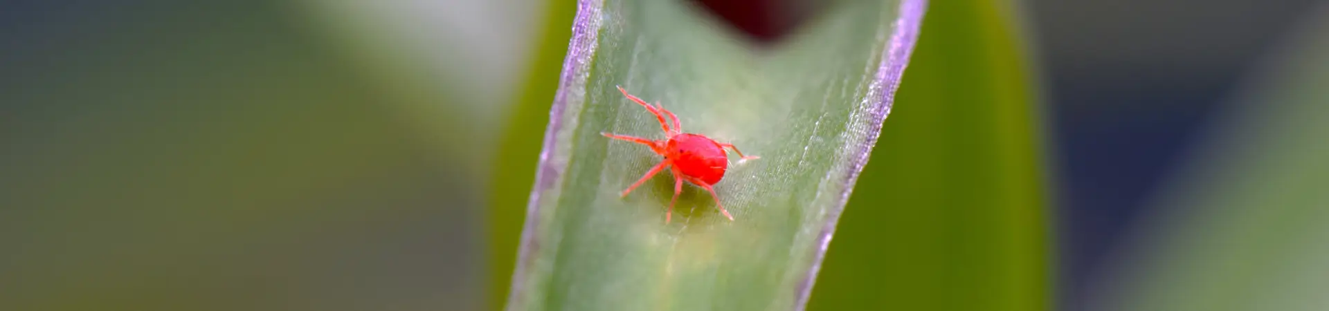Mites | Lookout Pest Control